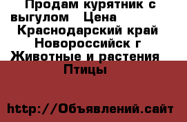 Продам курятник с выгулом › Цена ­ 15 000 - Краснодарский край, Новороссийск г. Животные и растения » Птицы   